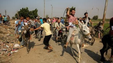 يلا خبر | تحت شعار «عيشها بسعادة».. ماراثون للحمير في البراجيل بالجيزة