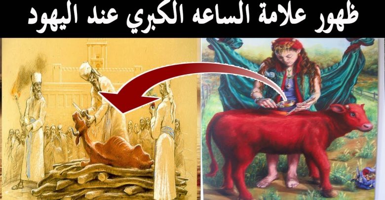 إستنفار في إسرائيل!! وإعلان نهاية العالم بـ هدم المسجد الاقصي وبناء الهيكل بعد ولادة”البقرة الحمراء”