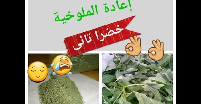 تحويل الملوخيه الناشفه إلى  خضرا تانى // مش هتصدقى //روووووعه