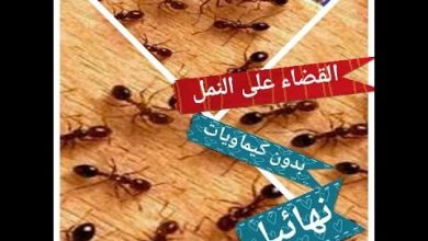 خمس طرق للقضاء على النمل نهائيا //بدون مواد كيميائية //??