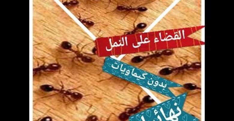 خمس طرق للقضاء على النمل نهائيا //بدون مواد كيميائية //??