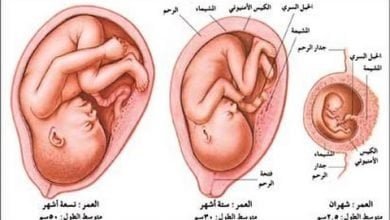 متى يكتمل نمو الجنين؟