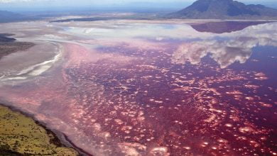 يلا خبر | بحيرة الدماء الساخنة.. ماذا يحدث في قاع تنزانيا؟ – نجوم مصرية