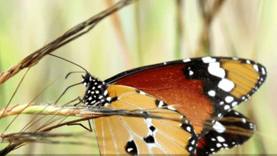 يلا خبر | السيدة المرسومة painted lady تظهر قوه هائلة للهجرة والتنقل – نجوم مصرية