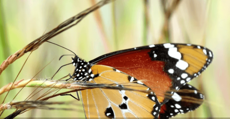 يلا خبر | السيدة المرسومة painted lady تظهر قوه هائلة للهجرة والتنقل – نجوم مصرية