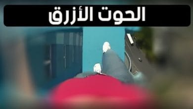 يلا خبر  | 5 ألعاب خطيره على الإنترنت من الممكن أن " تكلفك حياتك "..!