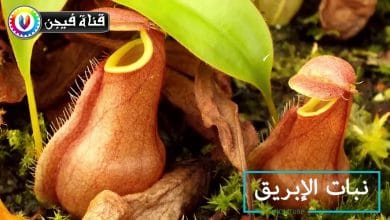 أغرب 10 نباتات فى العالم  , و التى تبدو و كأنها شئ آخر .. !!