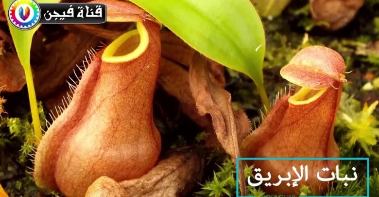 أغرب 10 نباتات فى العالم  , و التى تبدو و كأنها شئ آخر .. !!