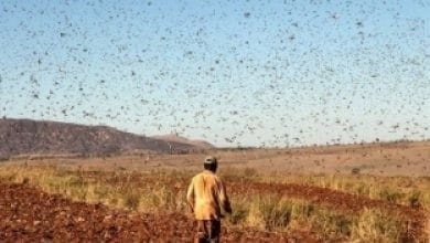 يلا خبر  | فيديوهات مرعبة.. الجراد يغزو اليمن ويأكل الأخضر واليابس