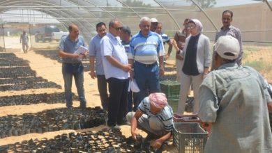 يلا خبر  | الوطن | المحافظات | نائب محافظ الوادي الجديد تتفقد مشروع إنتاج شتلات نبات المورينجا