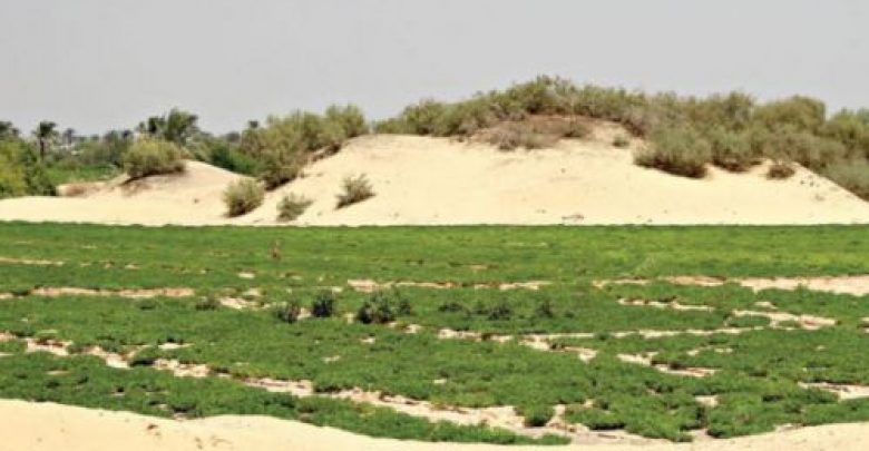 يلا خبر  | بعد قليل.. مصر تحتفل بيوم البيئة العالمي