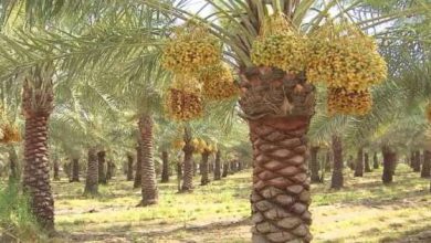 يلا خبر  | الوطن | مصر | غدا.. “البحوث الزراعية” ينظم ورشة عمل حول النهوض بالنخيل