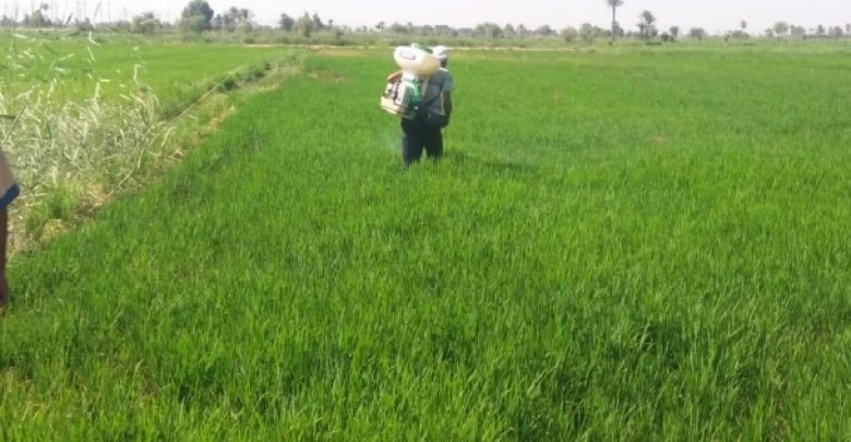 يلا خبر  | الوطن | مصر | “الري”: سنزرع الأرز في محافظات الدلتا خوفا من تداخل مياه البحر بالتربة