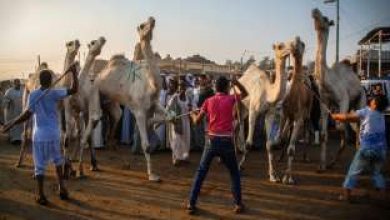 يلا خبر  | ترحيب واسع بضبط 3 متهمين بتعذيب الجِمال في برقاش: "أحسن خليهم يتربوا"