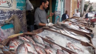 يلا خبر  | بشرى سارة بالأرقام «البوري بـ35 جنيهاً والبلطي بـ21».. التموين تُعلن عن تخفيضات قوية على أسعار الأسماك