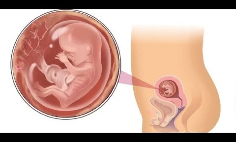 يلا خبر  | مراحل نمو الجنين/ الأسبوع السابع من الحمل