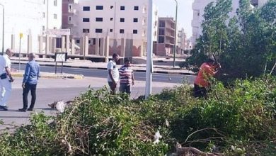 يلا خبر  | رفع مخلفات و تهذيب أشجار في حملة بالغردقة