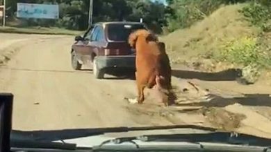 يلا خبر | شاهد .. يتجرد من إنسانيته باستخدام سيارته فى جر حصان مربوط