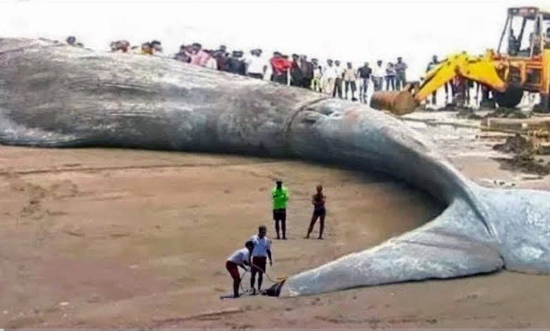 يلا خبر  | أغرب المخلوقات البحرية على مر العصور