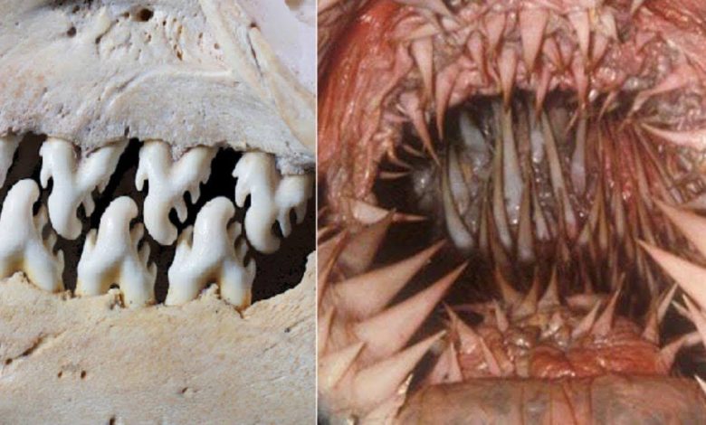 يلا خبر  | أسنان الحيوانات الأكثر رعبًا