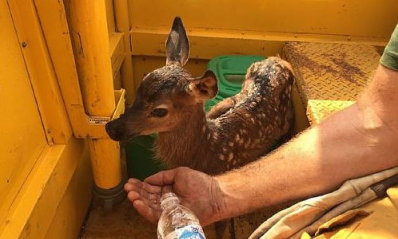 يلا خبر | رجل إطفاء يخاطر بحياته لإنقاذ رضيع غزالة من النيران